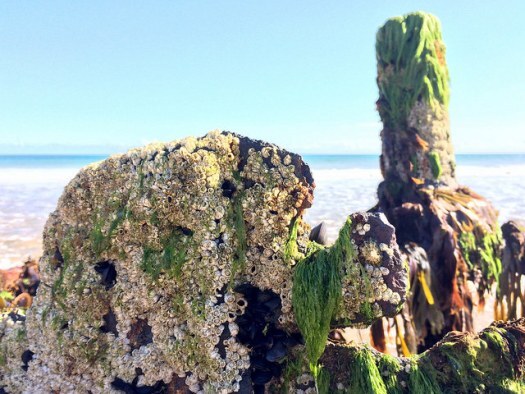 barnacles on a shipwreck - Ailish Sinclair, author