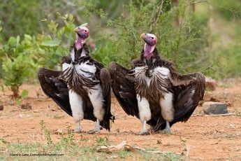 Vote for your favorite comedy wildlife photo https://www.comedywildlifephoto.com/affinity-photo-peoples-choice-award/vote-affinity-photo-peoples-choice-award.php
