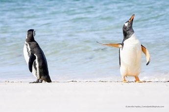 Vote for your favorite comedy wildlife photo https://www.comedywildlifephoto.com/affinity-photo-peoples-choice-award/vote-affinity-photo-peoples-choice-award.php