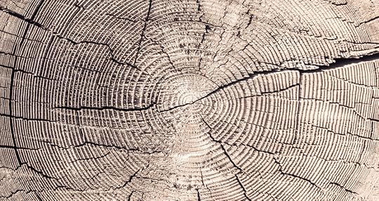 Cross-section of an old, large tree trunk with annual rings and cracks. 
