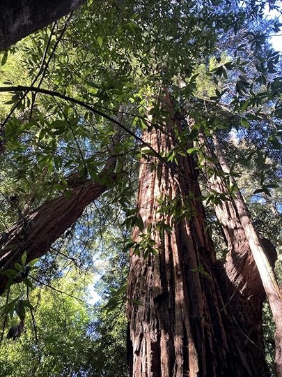 Giant redwood seen from below