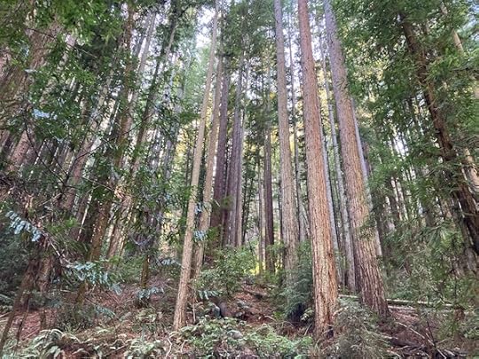 Forest with undergrowth