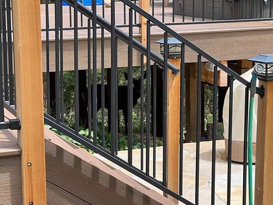 A mule deer under the deck