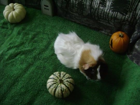 Rachel E Smith guinea pig Snuffy