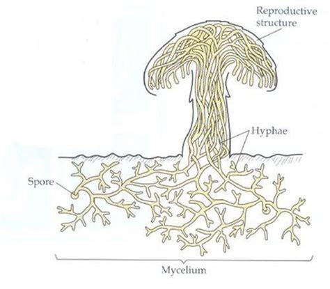 Fungi: Distribution, Morphology, Reproduction, Classification ...