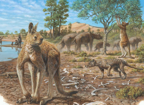 Australi megafauna coexisting homo sapiens