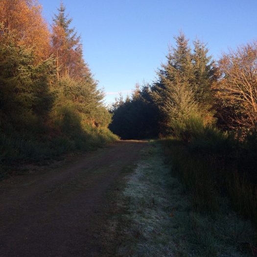 The first frost at the side of the track, Scotland