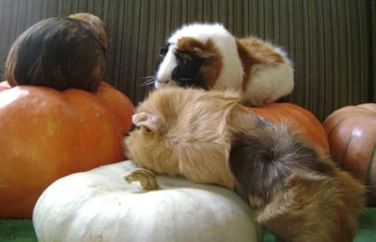 Rachel E Smith guinea pigs Peregrine, Horace, Ozma