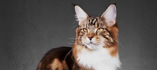 What Colors Can Maine Coon Cats Be? | Litter-Robot