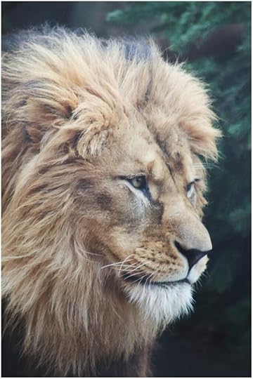 Because of Aslan - a blog post