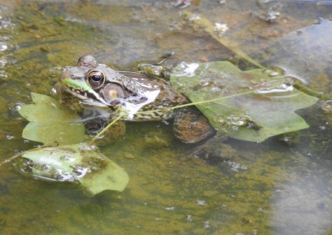 Green frog hugged by tulip poplar leaves