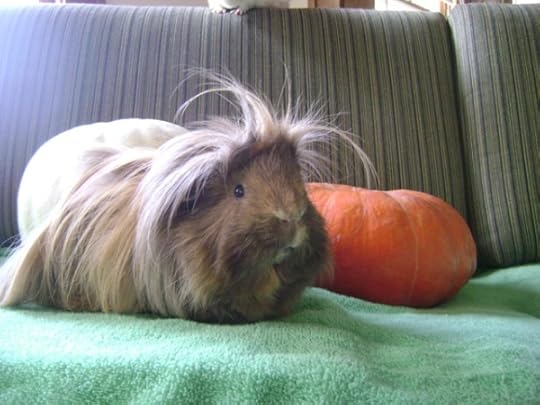 Rachel E Smith guinea pig Danger Crumples