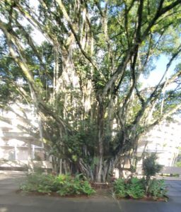 Babe Ruth Banyan Tr