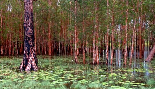 kakadu rainy scence