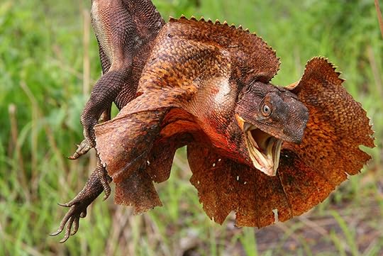 Frilled lizard in kakadu australia
