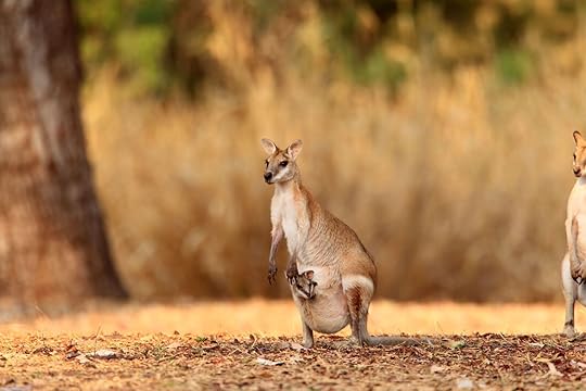 agile wallaby in kakadu national park