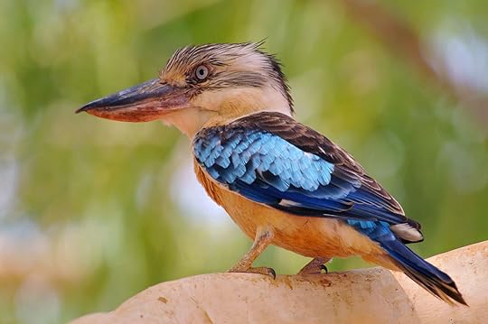blue winged kookaburra