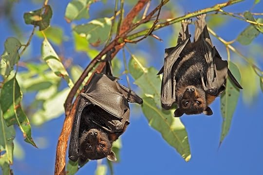 Kakadu national park flying fox