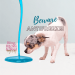 antifreeze poisoning
