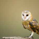 close up photo of an owl