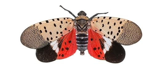 Spotted Lanternfly