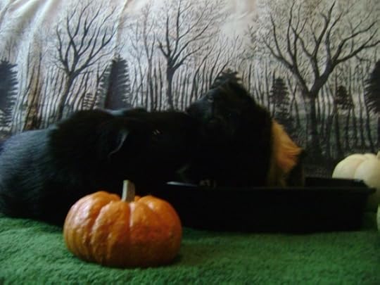 Rachel E Smith guinea pigs Salem and Hen Wen