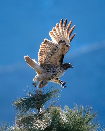 Brown and White Eagle Flying Near Tree by Frank Cone