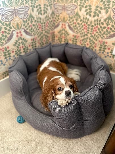 normanlordslaboradorsbed