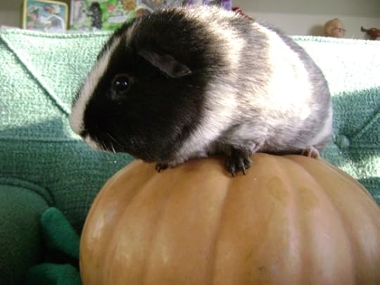 Rachel E Smith guinea pig Ozymandias