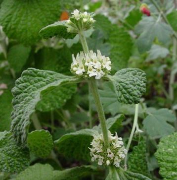 horehound plant
