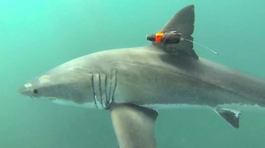 How to Track a Shark