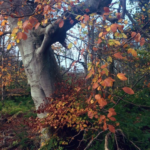 beech tree in its autumn garb. From the writing cave.