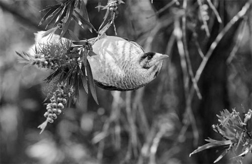 The epitome of nature: Noisy Miners