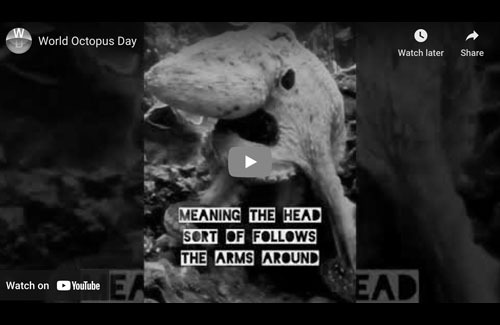 Octopus day: a creature with independently conscious minds