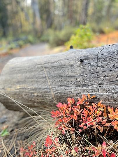 thesimplyluxuriouslife.com | The Simply Luxurious Life