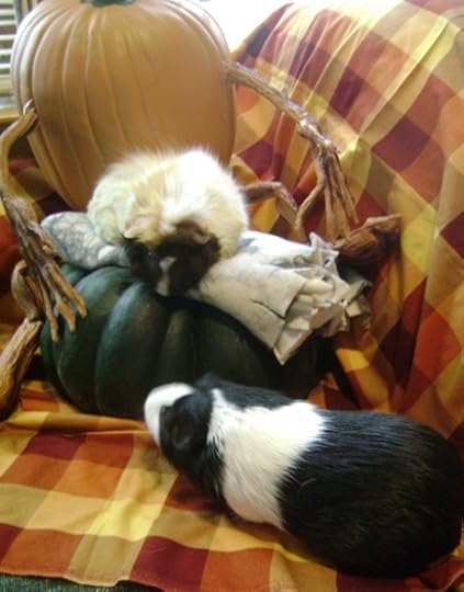 Rachel E Smith guinea pigs Snuffy and Thorfy