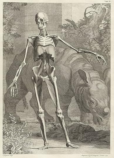 Jan Wandelaar's engraving for Siegfried Albinus