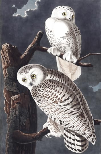 Snowy Owl Audubon