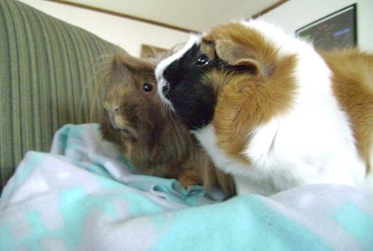 Rachel E Smith guinea pigs Danger Crumples and Horace