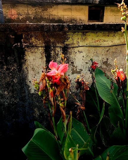 Ashish Shah, <em>Devkali blooming in the backyard of an abandoned house, Kothar Village</em>, 2022″>		</div>		<div class=