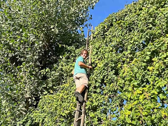 Luca Paparelli harvesting Asprinio