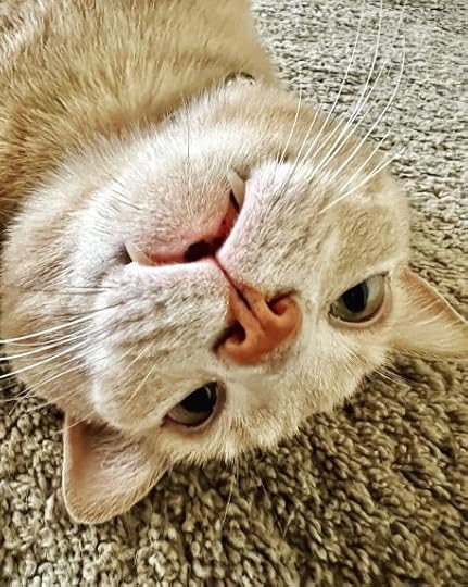 Finn