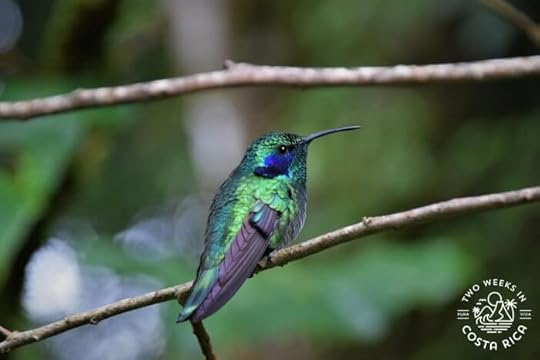 Monteverde Hummingbird Gallery