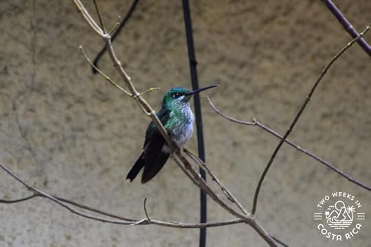Green-crowned Brilliant