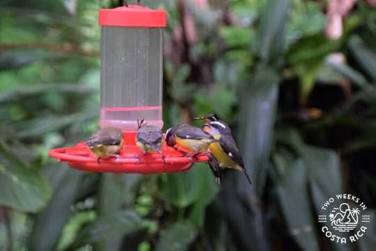 Other birds Monteverde Hummingbird Gallery