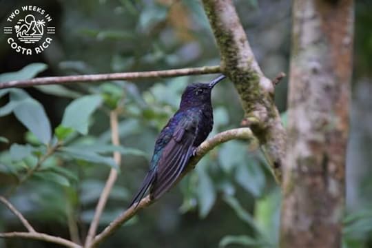 Violet Sabrewing