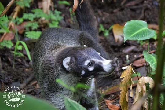 White nosed Coati