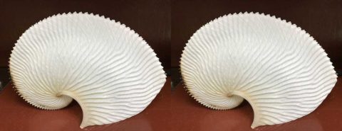 Argonaut octopus