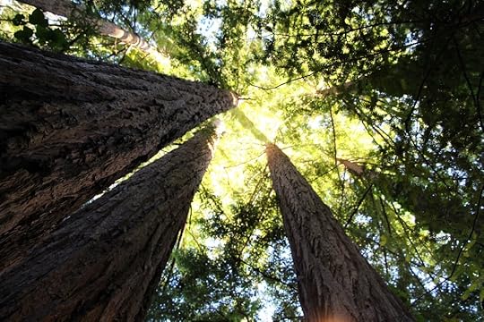 Photograph by Jonathan VanAntwerpen of Redwood Trees in the Santa Cruz Mountains.