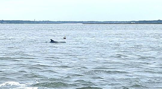 Pelicans and dolphins on Thanksgiving...